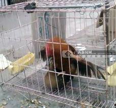 鸡配种视频,一窥家禽繁殖奥秘