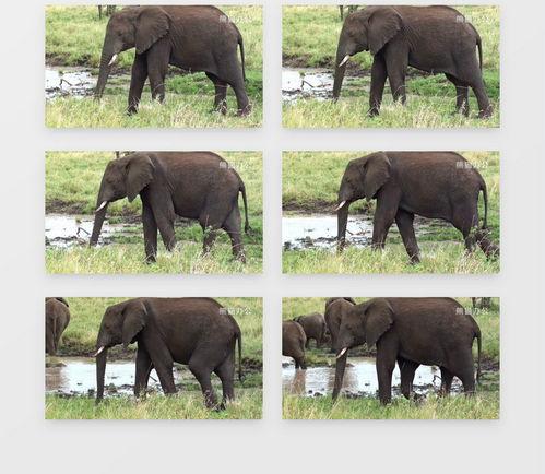 大象视频下载,轻松获取海量视频资源攻略