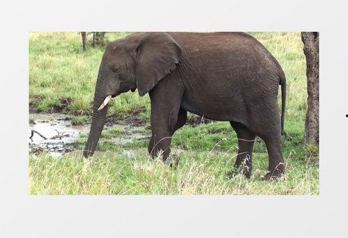 大象视频下载,轻松获取海量视频资源攻略