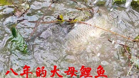 鲤鱼繁殖视频,视频解析繁殖技巧与要点