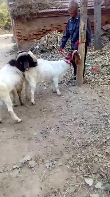 配羊视频在线观看,配羊视频带你领略田园风情