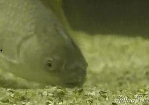 调草鱼视频,养殖技巧与成长过程全解析