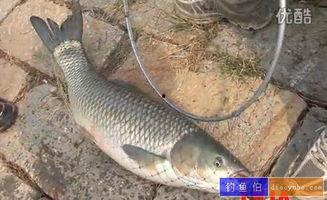 调草鱼视频,养殖技巧与成长过程全解析